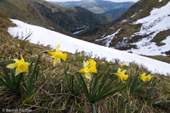 Narzissen - Zum Vergroessern klicken!
